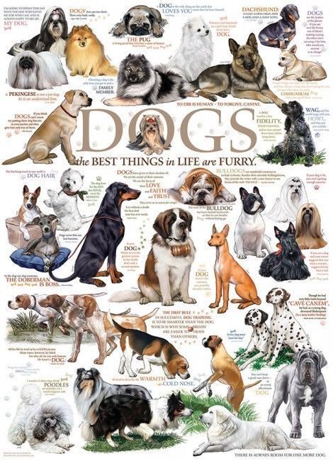 Boss Dogs 500 Piece Family Jigsaw Puzzle