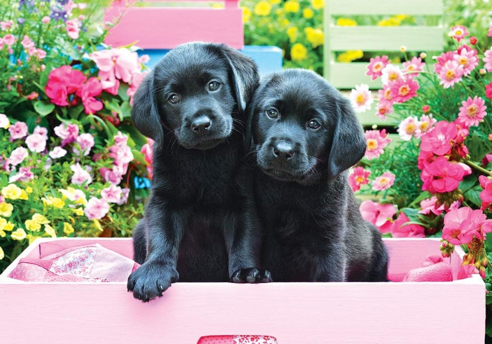 Eurographics - Black Labs In Pink Box 500 Piece Extra Large Jigsaw Puzzle