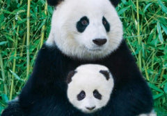 Eurographics - Panda & Baby 1000 Piece Jigsaw Puzzle