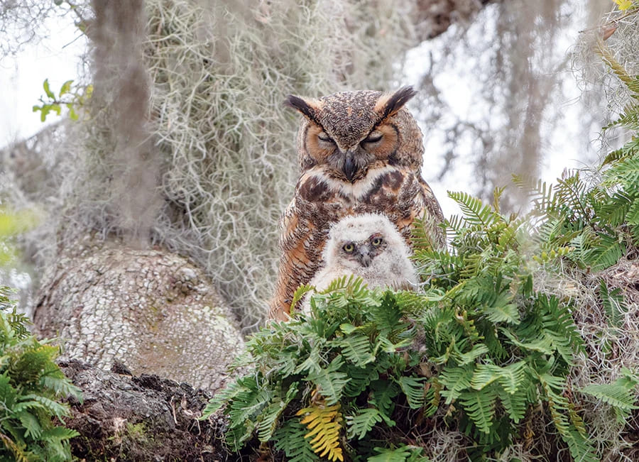 Cobble Hill - Great Horned Owl 1000 Piece Jigsaw Puzzle