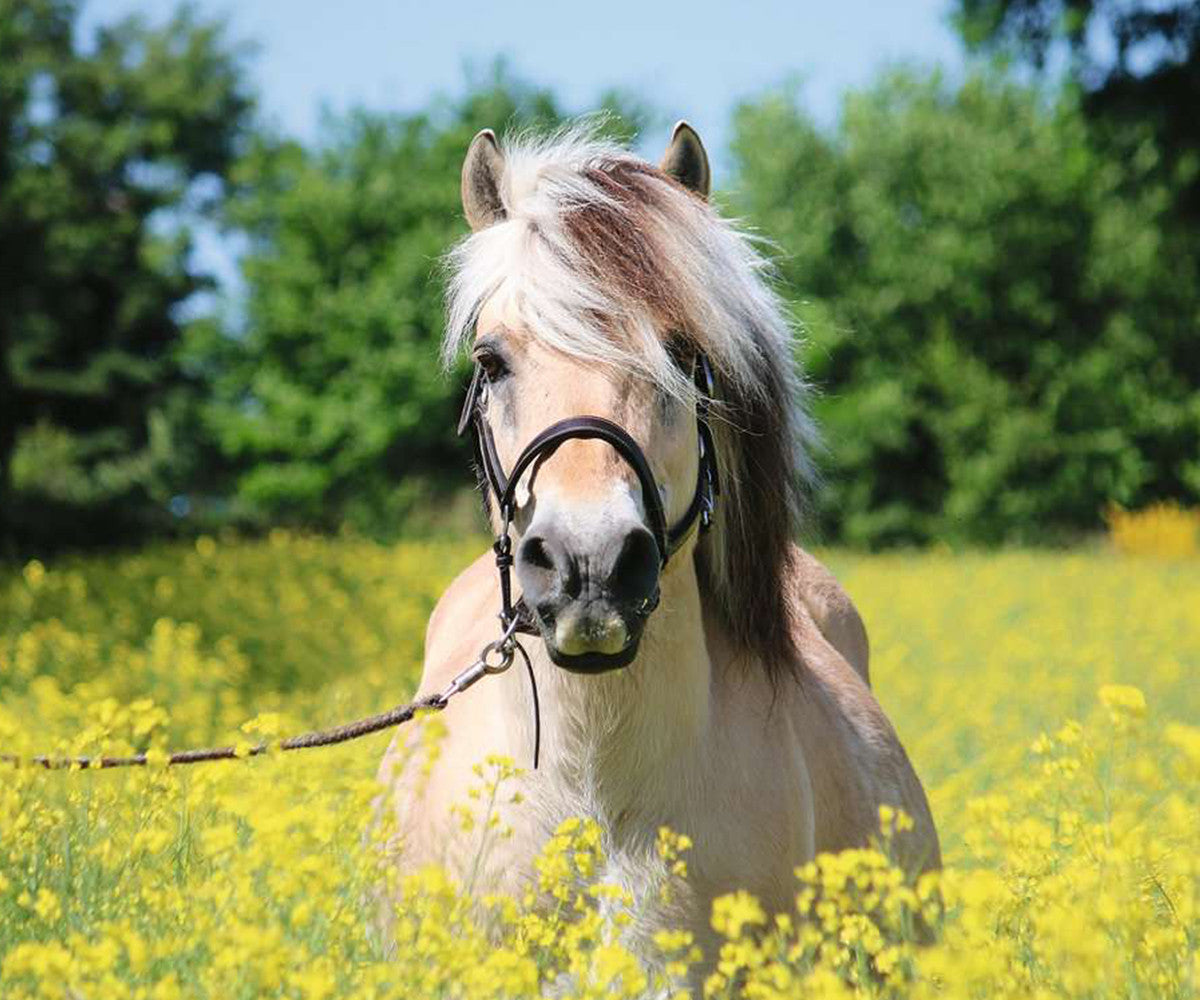 Ravensburger - White Horse 500 Piece Family Jigsaw Puzzle