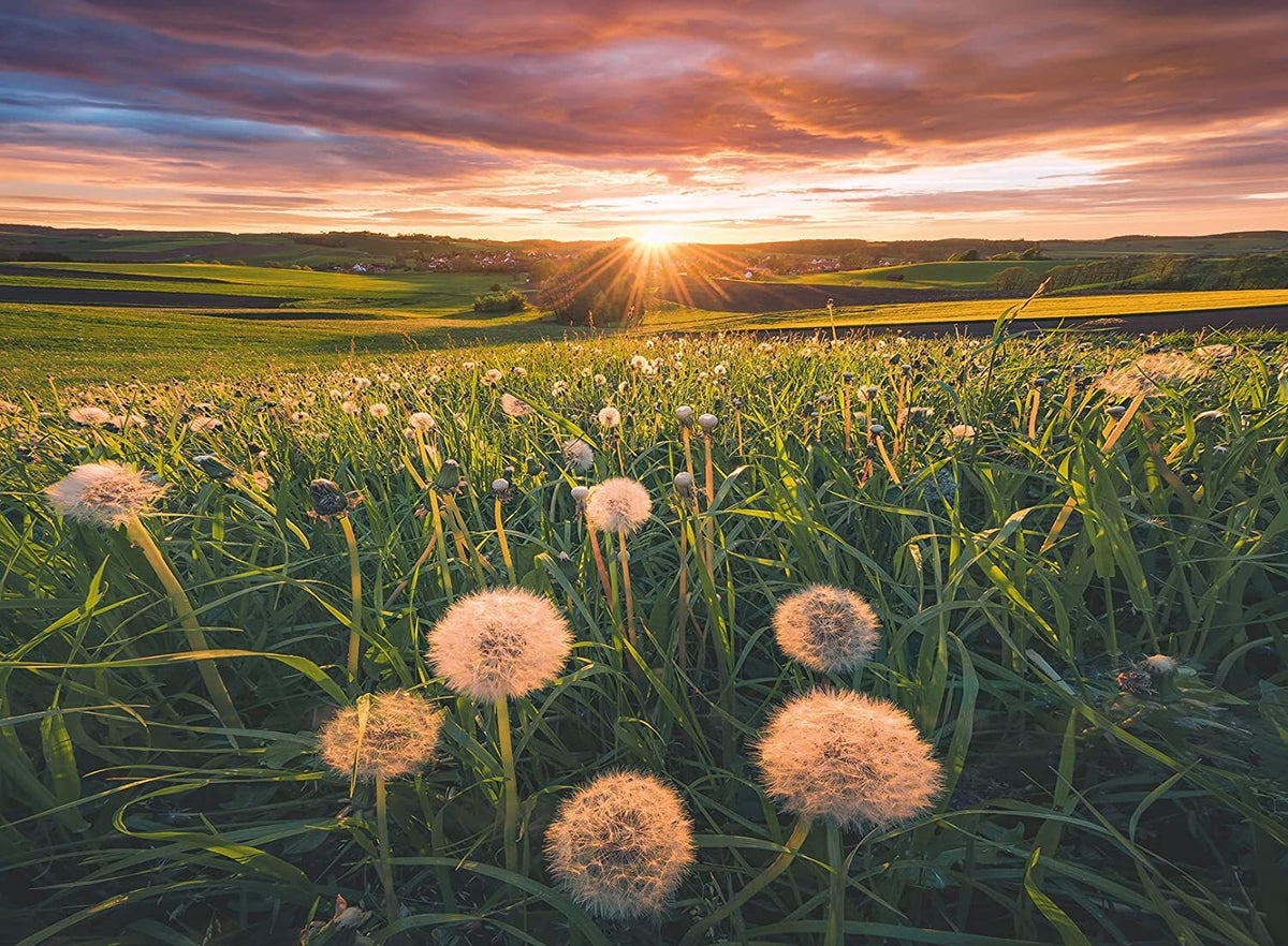 Ravensburger - Nature Edition No 20: Dandelions at Sunset 500 Piece Family Jigsaw Puzzle